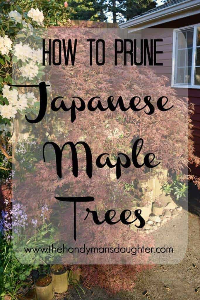 How to Prune Japanese Maple Trees The Handyman's Daughter