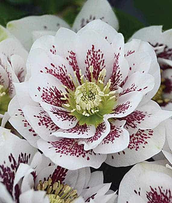 Hellebores are one of those rare flowers that love the shade. These beauties bloom in late winter or early spring, and provide a pop of color to an otherwise monotone green shade garden. - The Handyman's Daughter