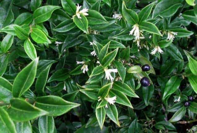 Himayalan Sweetbox is a low growing shrub that thrives in the shade and blooms tiny, fragrant white flowers in winter. The perfect addition to any shade garden! - The Handyman's Daughter