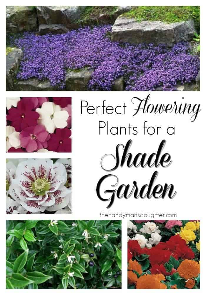 Forget the hostas and ferns! These beautiful flowers will give you the color you crave in your shade garden. - The Handyman's Daughter