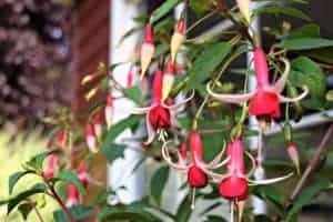The exotic-looking fuschia plants make gorgeous container flowers. The stems can be staked like these, or allow them to gracefully drape over the edges of the pot. - www.thehandymansdaughter.com