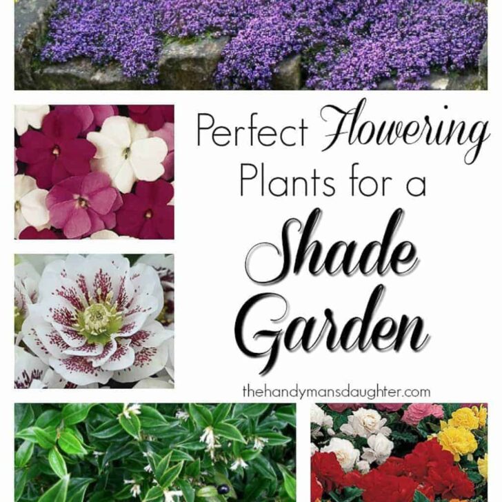 These flowering plants will thrive in the shade!