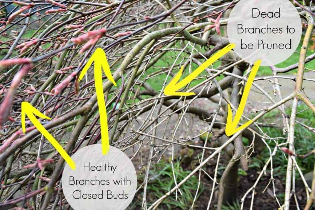 How to Prune Japanese Maple Trees The Handyman's Daughter