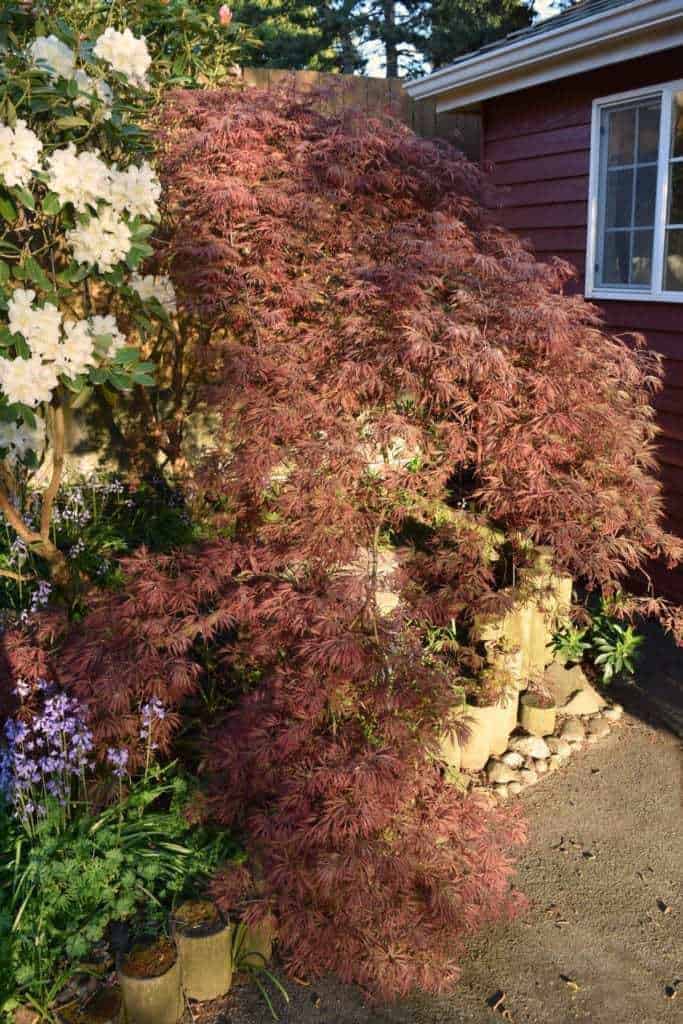 How to Prune Japanese maple trees The