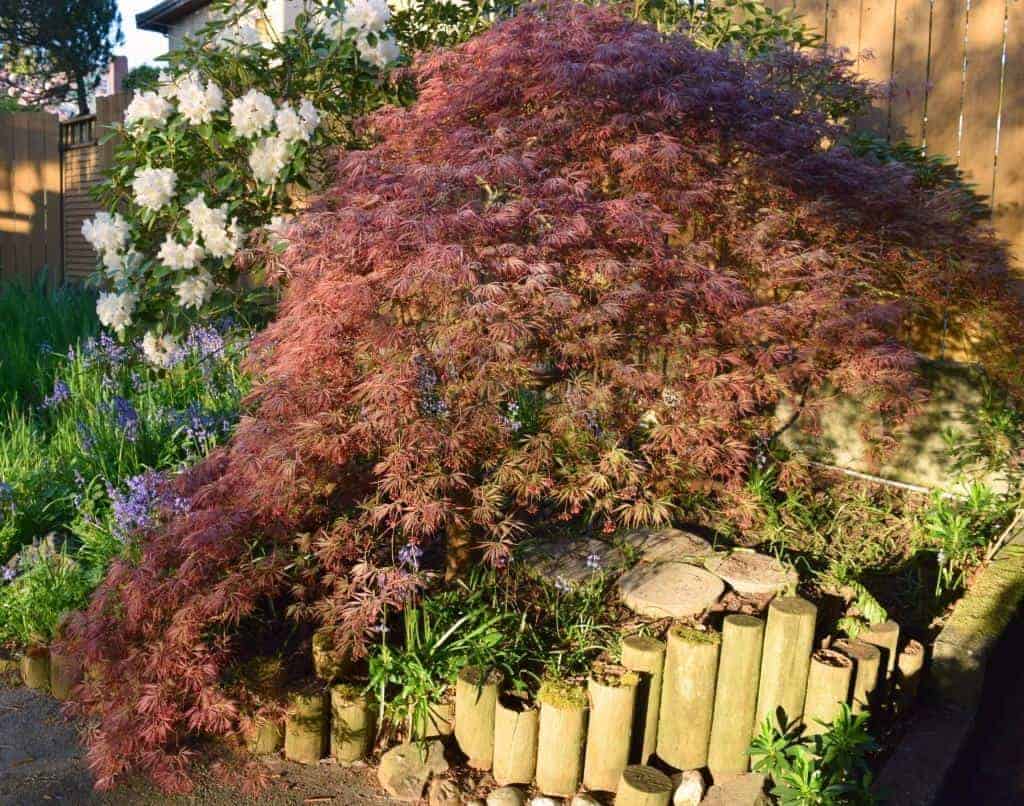 how to prune japanese maple trees the handyman s daughter how to prune japanese maple trees the handyman s daughter