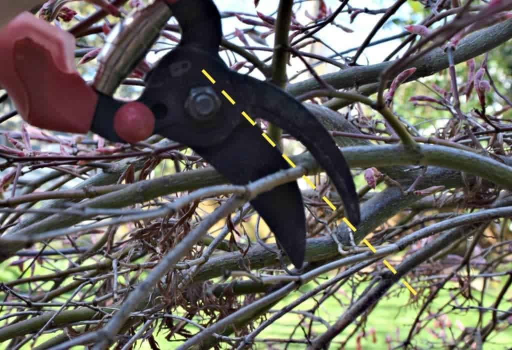 maple tree dead branches how to prune japanese maple trees the handyman s maple tree dead branches how to prune japanese maple trees the handyman s