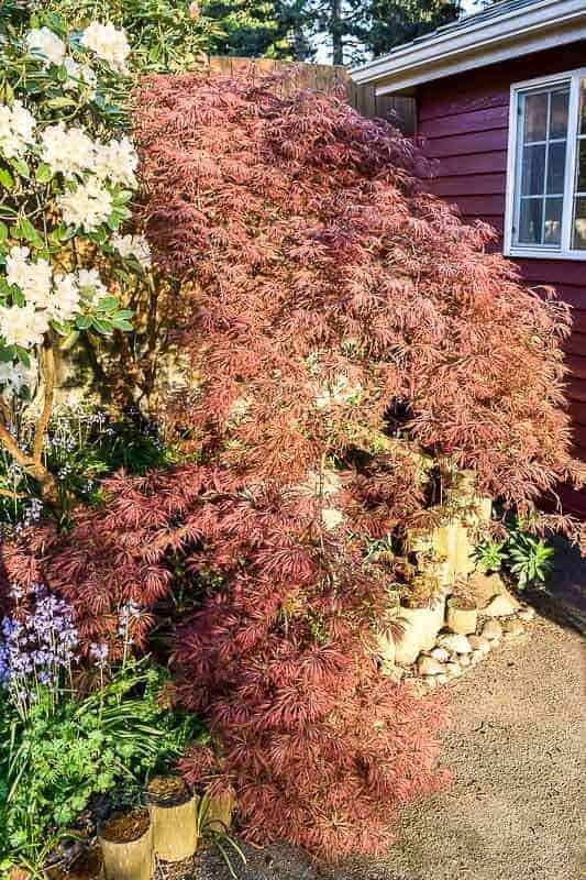 How to Prune Japanese Maple Trees The Handyman's Daughter