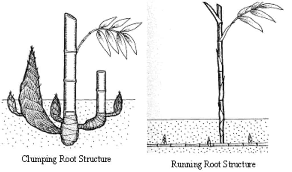 clumping bamboo and running bamboo root structure