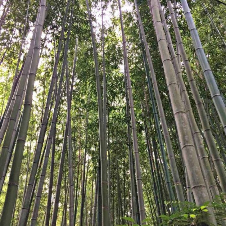 Want to grow bamboo? This is how you can feature bamboo in your garden without it spreading everywhere!