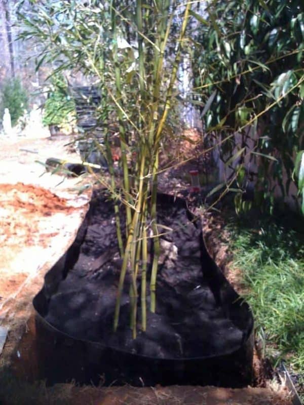 Tips for Growing Bamboo The Handyman's Daughter