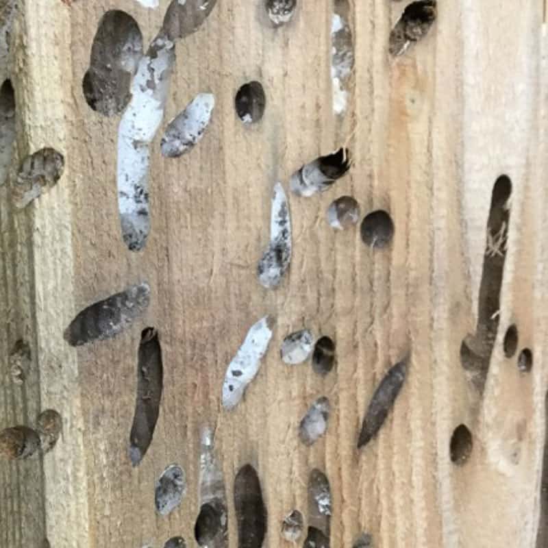 teredo wood with holes