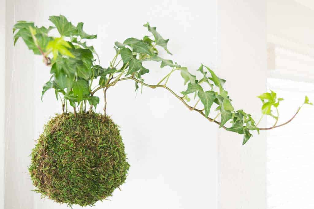 Kokedama, also known as a Japanese moss ball, is the perfect way to hang plants in your home without cluttering up the windowsill with pots! This easy tutorial will show you how to make your own!