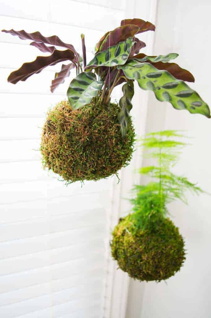 two kokedama hanging from fishing line in front of window with blinds