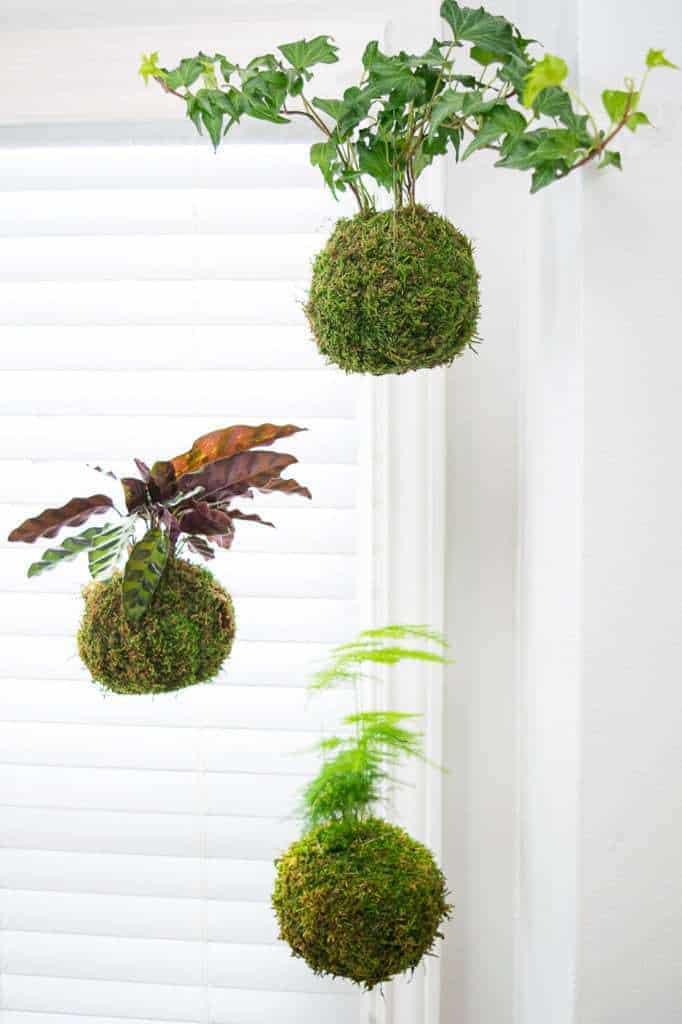 three kokedama hanging from fishing line in front of window