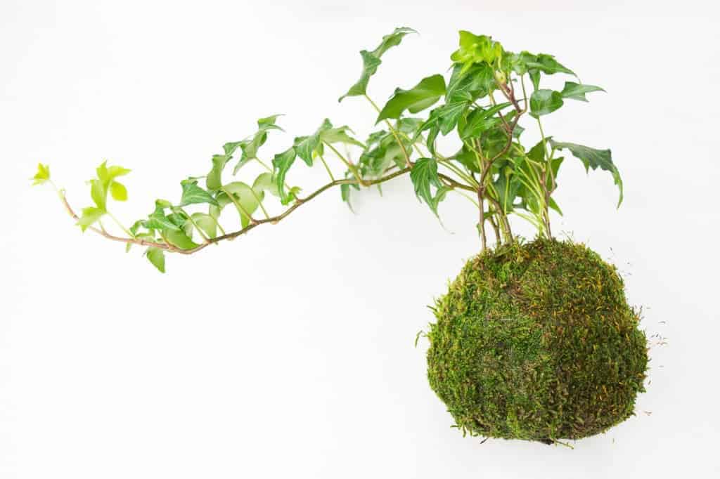 completed kokedama on white table