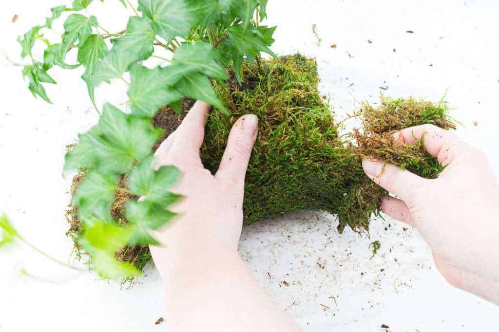 tearing away excess moss from kokedama ball