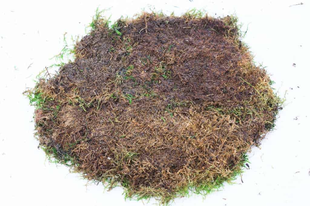 sheet moss formed into a circle to wrap kokedama