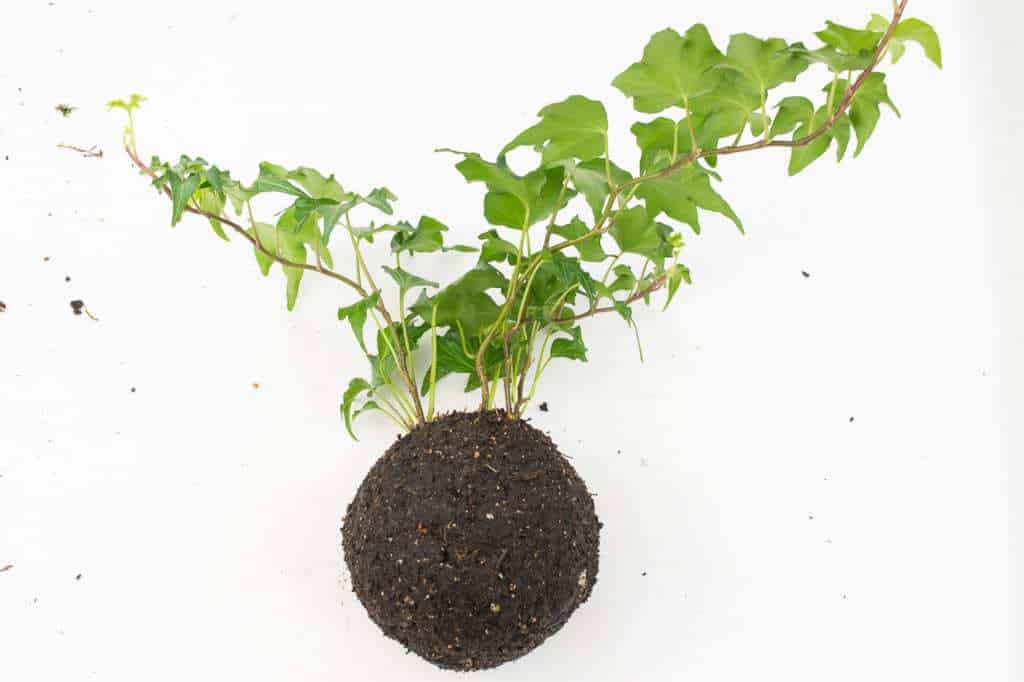 kokedama root ball