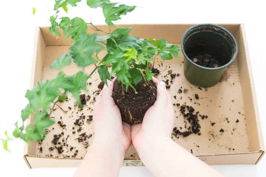 tiny balls in potting soil tiny balls in potting soil