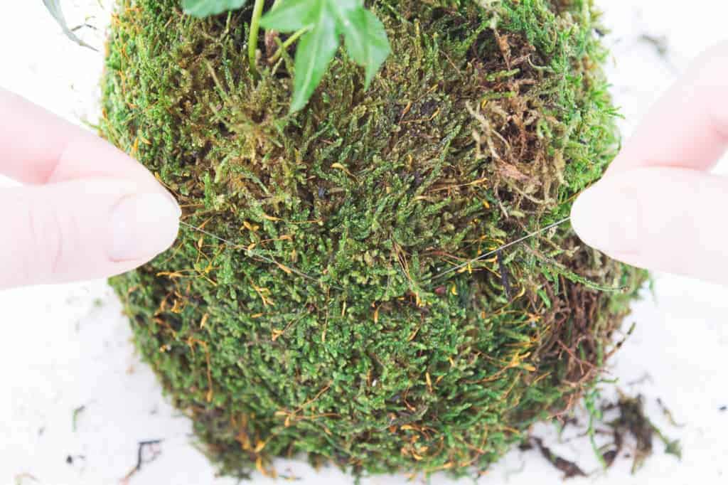 tying kokedama together with fishing line