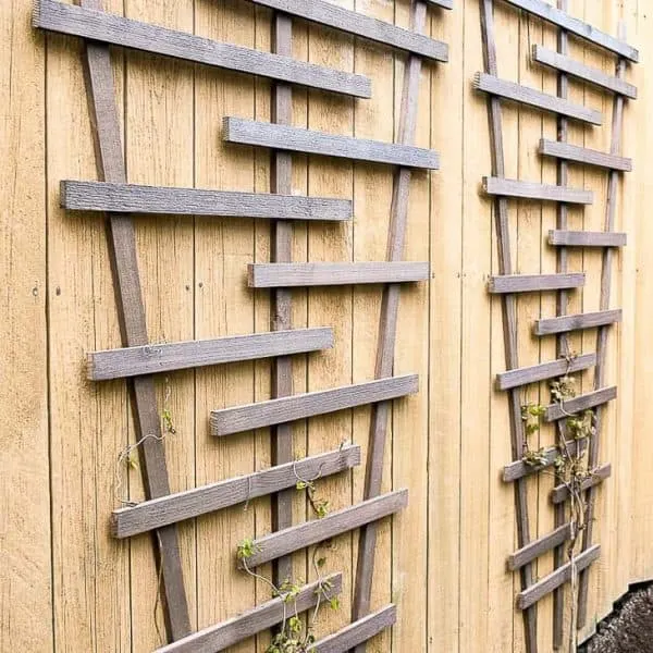 two DIY trellises on fence