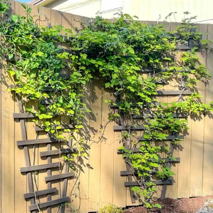 two garden trellises on fence with vines growing up them