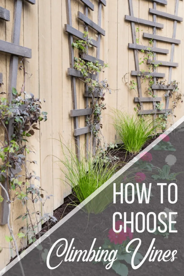 How To Choose The Best Trellis Plants, Best Climbing Plants For Garden Trellis
