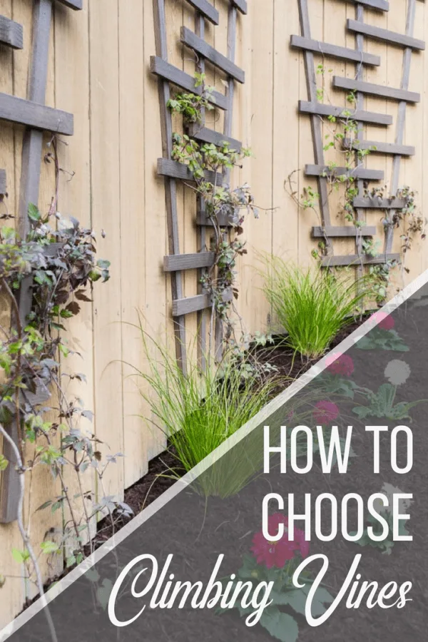 How To Choose The Best Trellis Plants Handyman S Daughter How To Choose The Best Trellis Plants, Best Climbing Plants For Garden Trellis