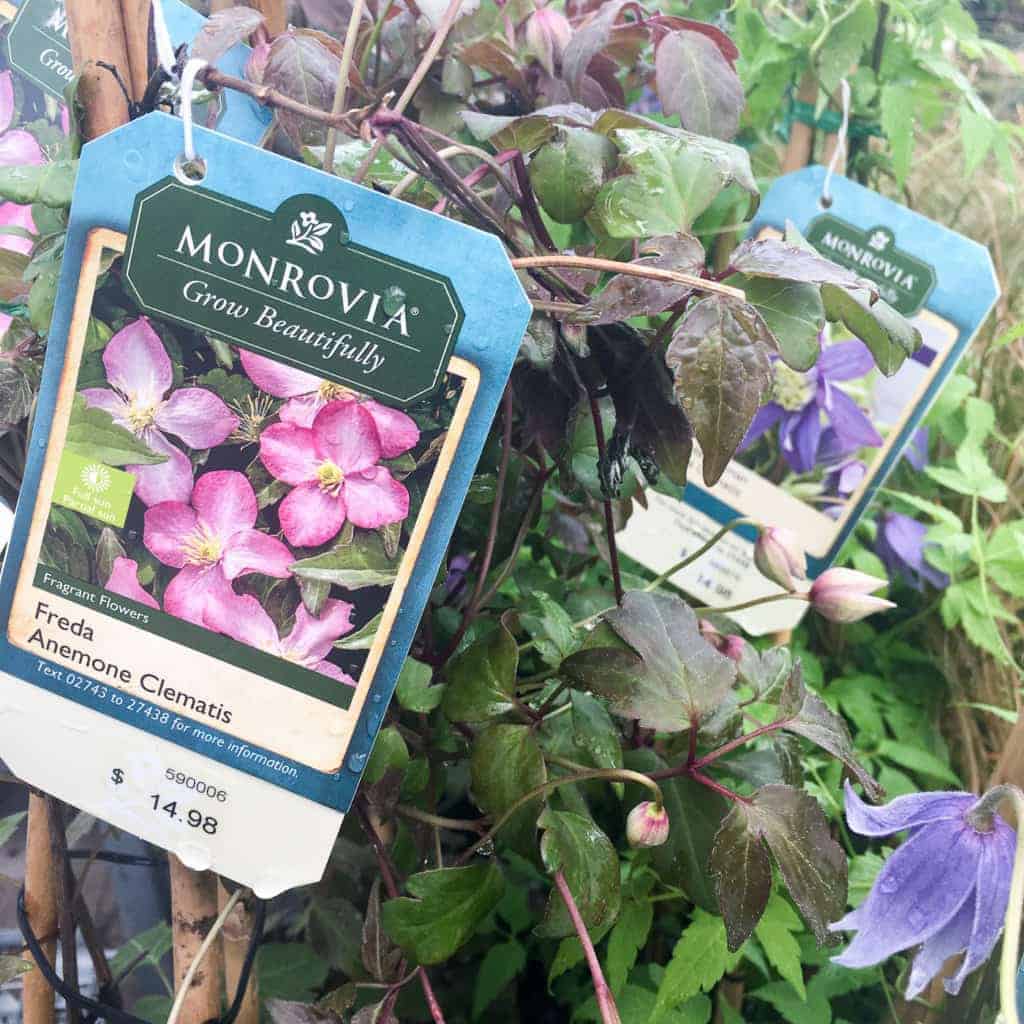 two different clematis vines for the trellis
