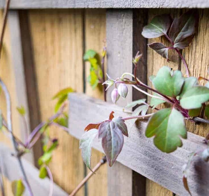 Weave your climbing vine through the slats of a trellis to give it a hand.