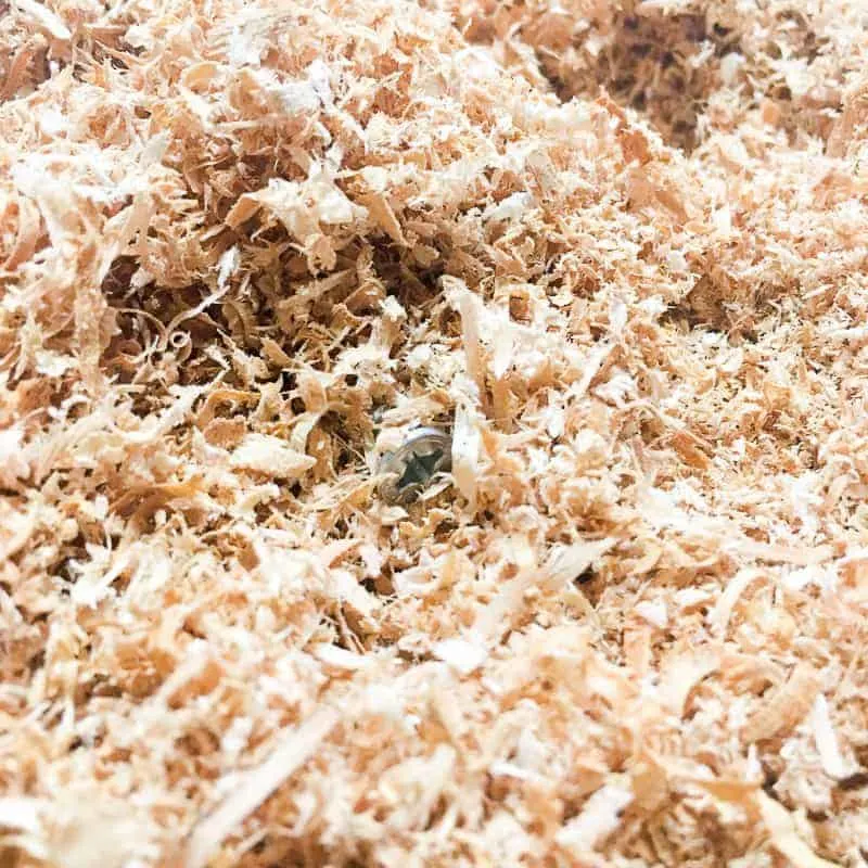 metal screw hidden in pile of sawdust