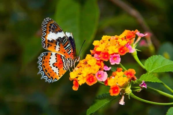 Butterflies prefer flat flowers or clusters of small flowers so they can gather nectar in your butterfly habitat garden.