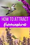 How to Attract Hummingbirds to your Garden