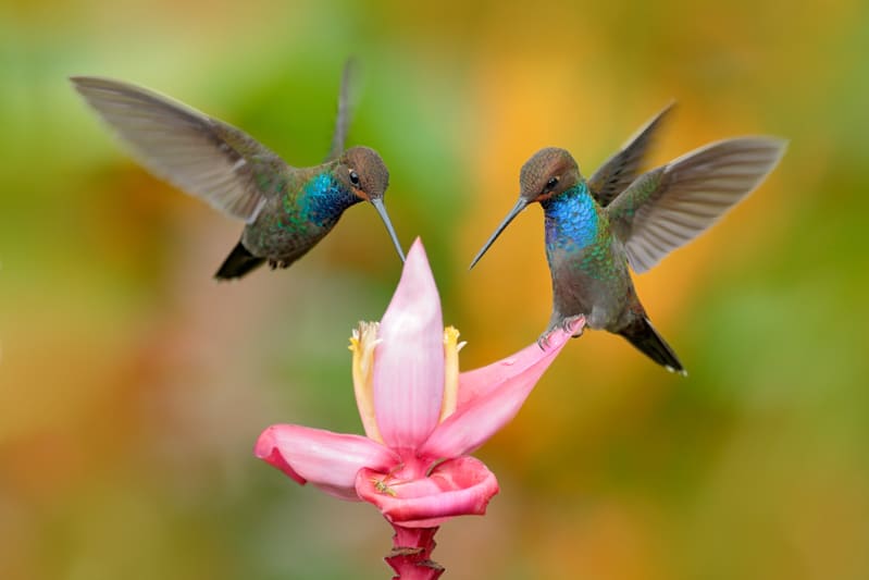How to Attract Hummingbirds and Butterflies to Your Garden 