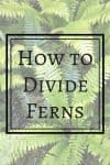 Did you know you can divide ferns to create free plants for your garden? These wonderful shade plants will fill in a woodland garden by separating a few larger ferns! | gardening | how to divide ferns | shade gardening