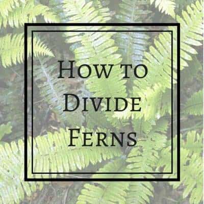 How to Divide Ferns to Create a Woodland Garden for Free