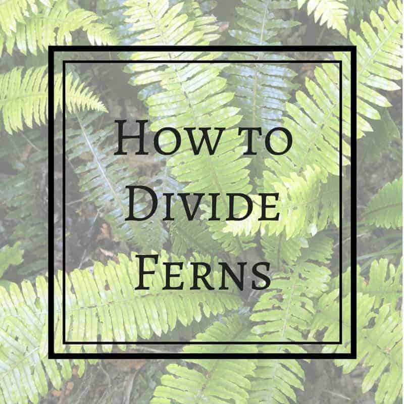 Tips for Dividing Ferns Successfully The Handyman's Daughter