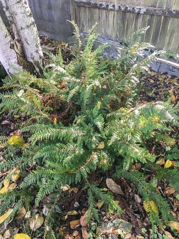 large overgrown fern in garden bed