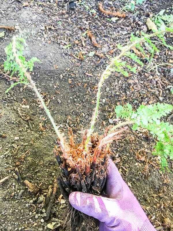 small section of divided fern with bundle of roots