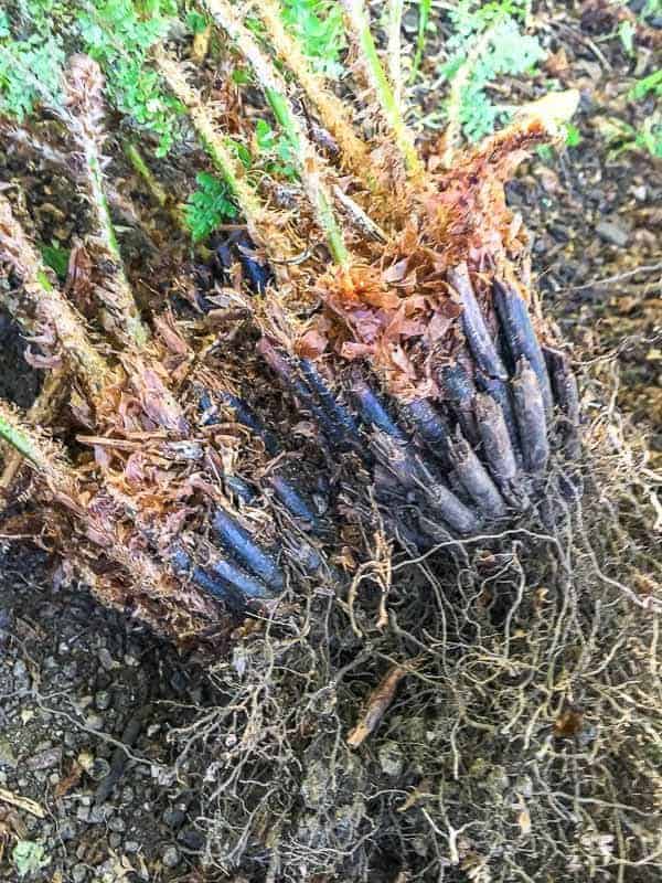 separated clumps of fern roots
