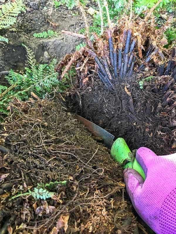 using a serrated trowel to cut the fern root ball in half