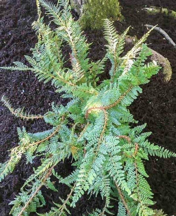 half of a divided fern replanted into the garden bed with mulch surrounding it