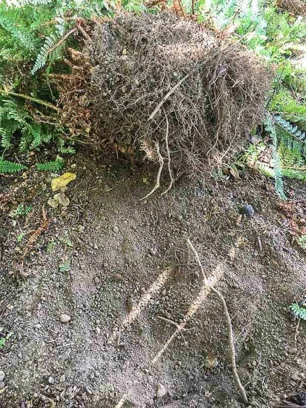 shallow fern roots