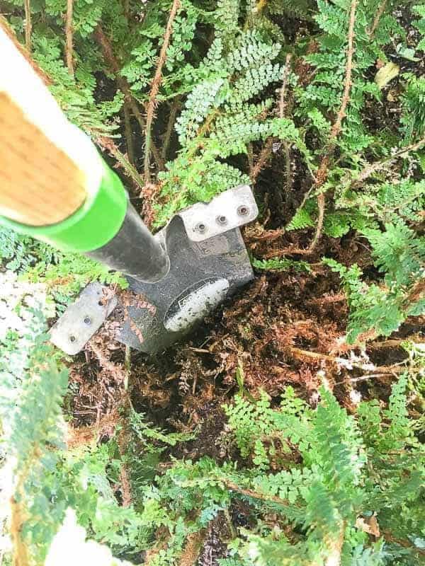 creating a divot in the root ball of the fern plant before digging it out of the ground