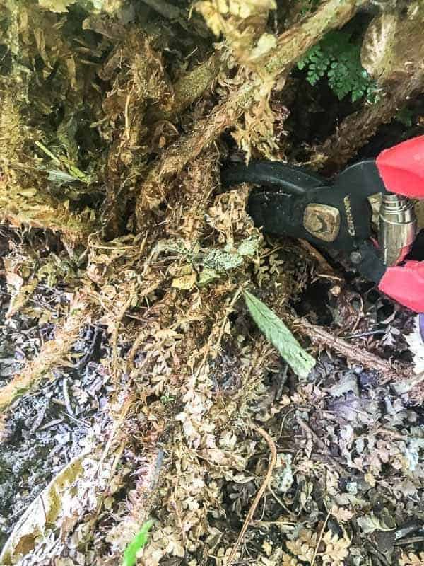 trimming away dead fronds from the base of the fern with pruners