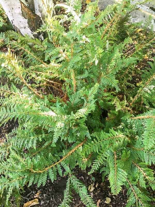 fern after dead fronds have been removed