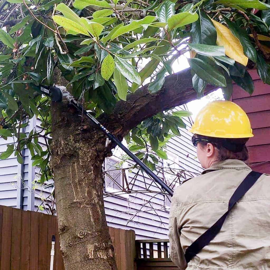 trimming branches with an electric pole saw