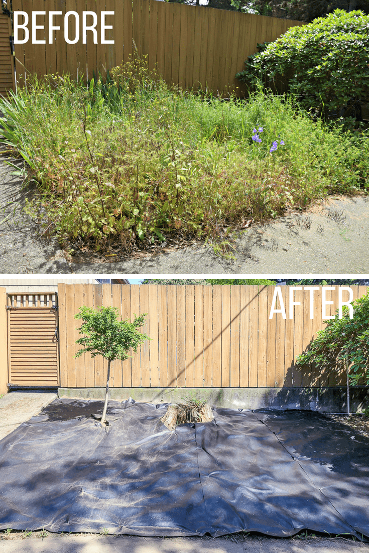 before and after of overgrown garden