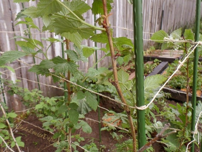DIY raspberry trellis