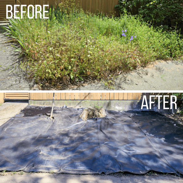 before and after of overgrown garden